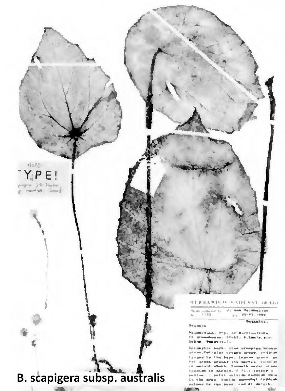 B. scapigera ssp. australis